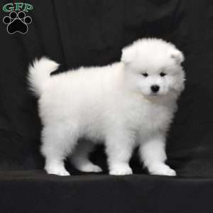 Snowflake, Samoyed Puppy